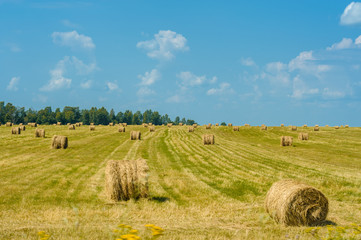 field with hay on a sunny day