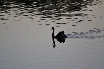 swan on lake
