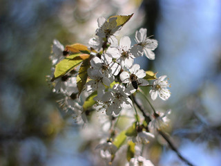Flowers of the cherry blossoms on a spring day