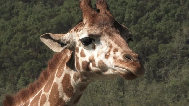 Close Up Giraffe Making Funny Faces For Camera