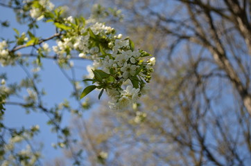 spring blooming, cherry branch with white flowers