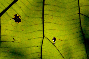 closeup damage green leaf texture
