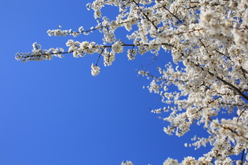 Spring blooming tree with beatiful white flowers on light blue sky.