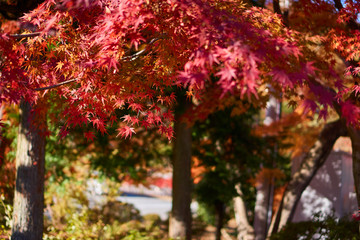 紅葉のカエデ