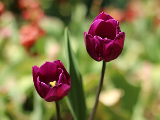 purple tulips blooming in spring