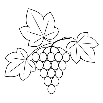 A branch is a beautiful grape berry, a tasty plant. Useful berries. Graphic image. Vector illustration.