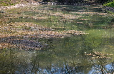 Green lake or pond with water grass in the nature