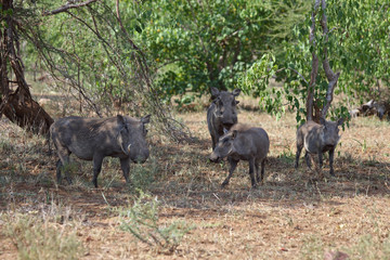 Warzenschwein / Warthog / Phacochoerus africanus...