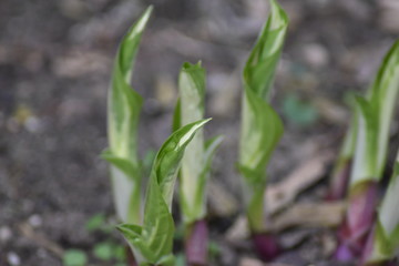 Austreibende Funkie (Hosta)