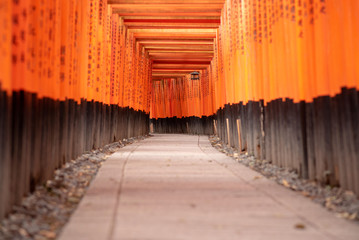 Fototapeta premium Red Torii gates in Fushimi Inari shrine