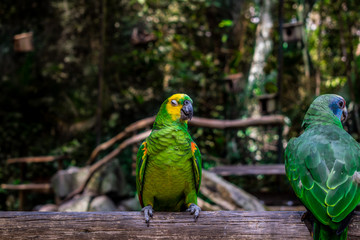 ave exotica perico loro en sudamerica