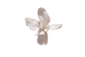 WHITE MAGNOLIA FLOWER ON WHITE BACKGROUND WITH WRITING SQUARE