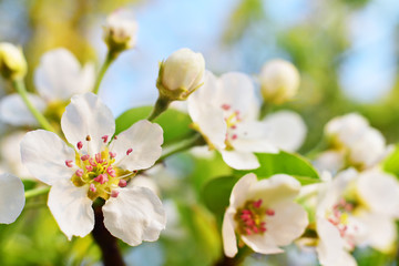 Fototapeta na wymiar White flowers on the tree, apple blossom, close-up, macro image of flowering.
