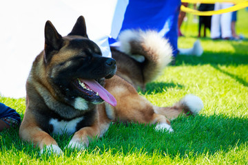 Dog breed American Akita
