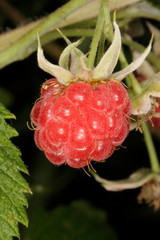 Raspberry, wild raspberry, raspberry fruit, Rubus idaeus