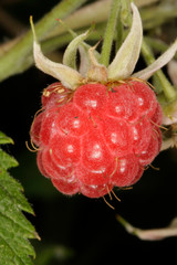 Raspberry, wild raspberry, raspberry fruit, Rubus idaeus