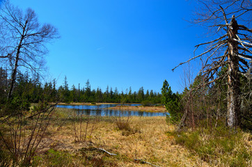 Der Wildsee im Schwarzwald