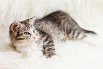 Fototapeta na wymiar little kitten lies comfortably on a fluffy blanket