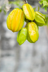 Carambola are fruit has distinctive edge Carambola usually has jagged edge five but can occasionally vary when cut in cross-section it resembles a star hence its name.