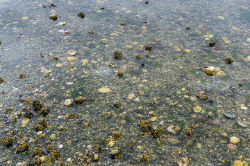 Tide Pool Background