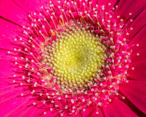 closeup of pink flower