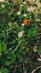 flowers in the garden