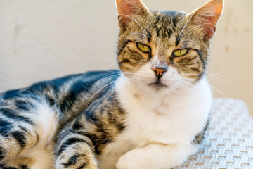 Cute Cat Sitting Outdoor