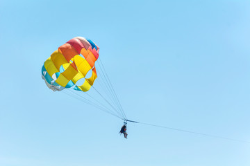 White Havanese Dog Sitting on a Green Grass in a Spring Park 