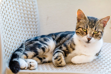 Cute Cat Sitting Outdoor