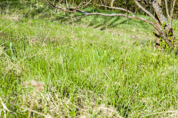 sunny day spring forest