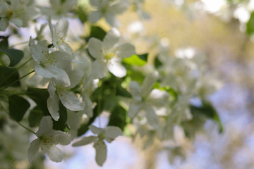 Abstract Cherry or Almond Blossom Background Bokeh, with Copy Space. Concept: Springtime.