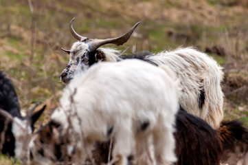 View on a goat flock standing on the fields