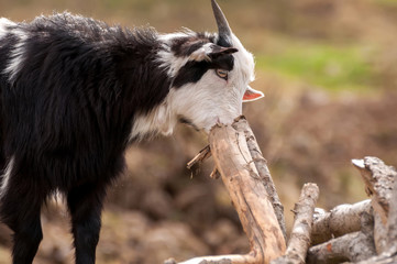 Portrait of a goat on the field