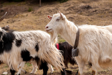 Portrait of a goat on the field