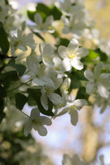 Vertical Image: Abstract Blooming Twig of Cherry with Sunbeam. Concept: Springtime.