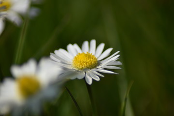 Obraz premium Gänseblümchen (Bellis perennis)
