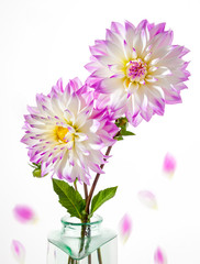 Dahlia Flower on a White Background