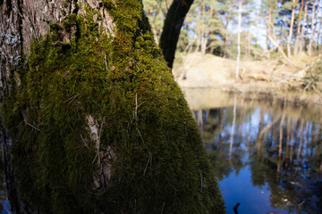 river in the forest