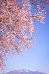 山梨県 わに塚の桜 富士山