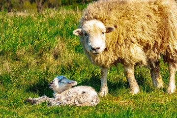 Baby Wildlife, Spring - A dear young lamb baby, lives with his sheep mother, on the green wild meadow on a sunny day in April, at Wittelsberg in Ebdorfergrund.