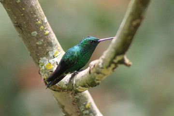 Colibries