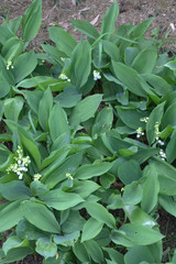 muguet en fleurs ,plante au jardin avec son feuillage