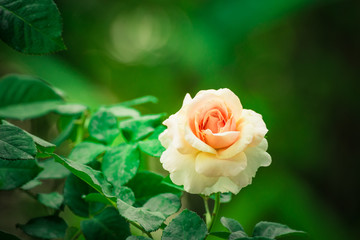 Closeup of beautiful pink rose flowers blooming in the garden.nature view of flower with natural background.
