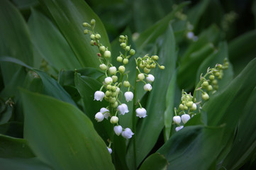 muguet en fleurs ,plante au jardin avec son feuillage