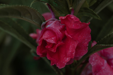 Flower with tropical tones of Puerto Rico