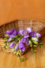 Obraz na płótnie Canvas Beautiful background with purple freesia flowers
