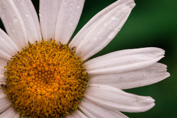 Obraz premium Details of a daisy flower