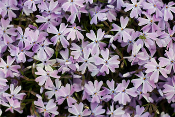 Emerald blue creeping phlox