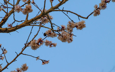 Apricot tree flowers, spring landscape