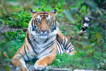 Bengal Tiger sitting in angry mood and eye contact